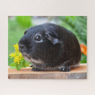 Guinea Pig Puzzle