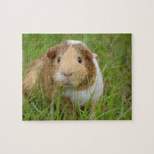 Guinea Pig Puzzle