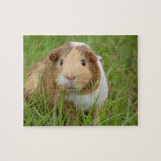 Guinea Pig Puzzle (Horizontal)