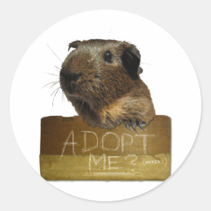 Guinea Pig Rescue Adoption Runder Aufkleber