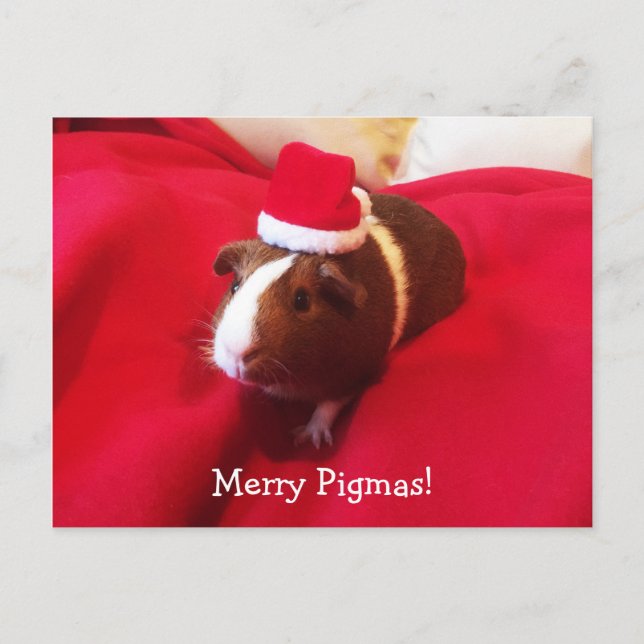 Guinea Pig Santa Claus Weihnachtsfeiertag Feiertagspostkarte (Vorderseite)