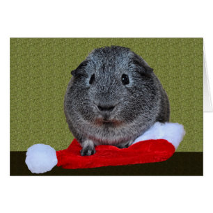 Guinea Pig Weihnachten