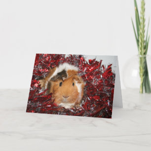 Guinea Pig Weihnachten