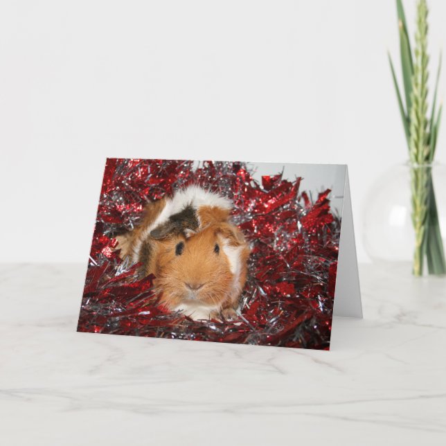 Guinea Pig Weihnachten (Vorderseite)