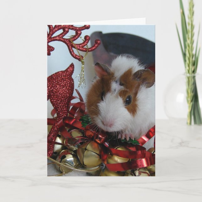 Guinea Pig Weihnachten (Vorderseite)