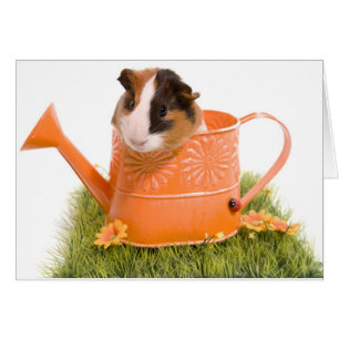 Guinea Pigs