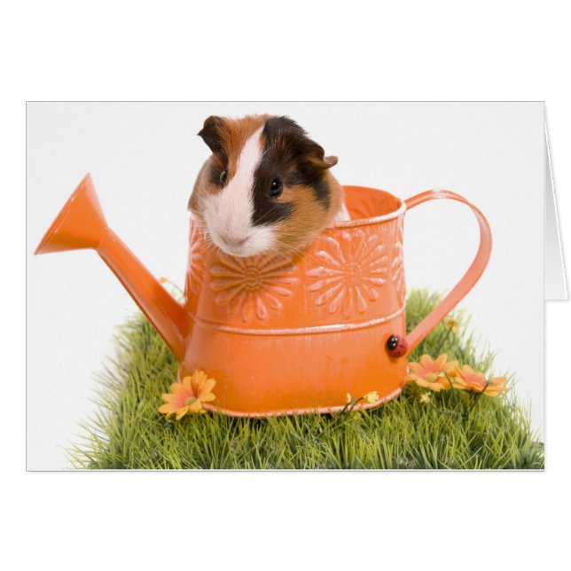 Guinea Pigs (Vorderseite (Horizontal))