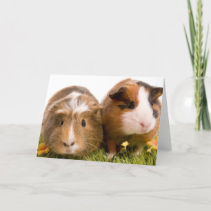Guinea Pigs Karte