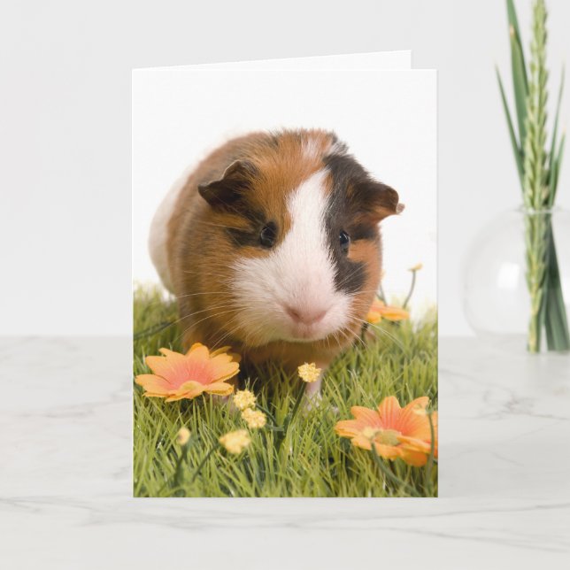 Guinea Pigs Karte (Vorderseite)