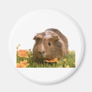 guinea pigs man hat lawn magnet