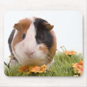 guinea pigs man hat lawn mousepad