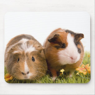 guinea pigs man hat lawn mousepad