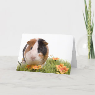 guinea pigs on a lawn karte