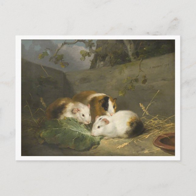 Guinea Pigs Painting von George Morland Postkarte (Vorderseite)
