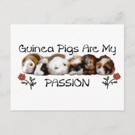 GUINEA PIGS PASSION.jpg Postkarte