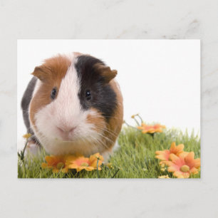 Guinea Pigs Postkarte
