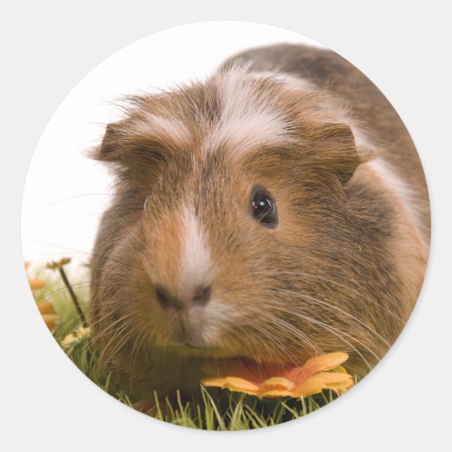 Guinea Pigs Runder Aufkleber (Vorderseite)