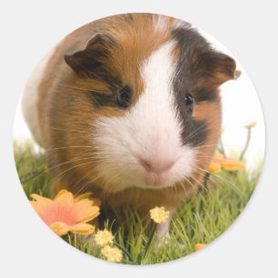 Guinea Pigs Runder Aufkleber