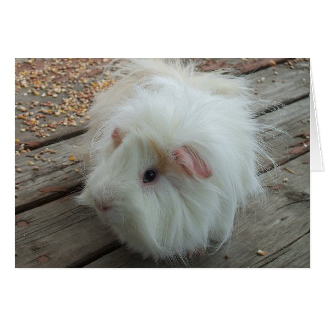 Guinea Ping Card (Vorderseite (Horizontal))