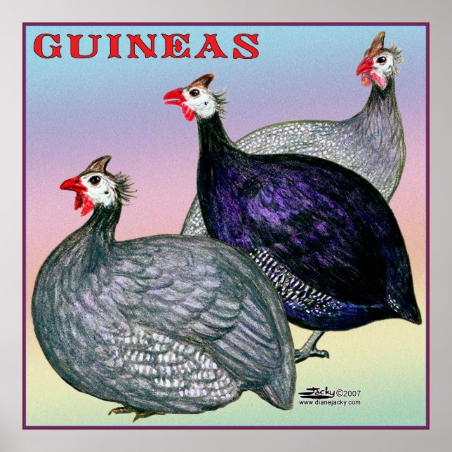 Guinea Poster (Vorne)