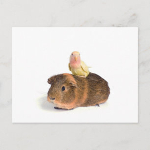 Guinea Postkarte