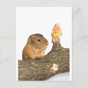 Guinea Postkarte