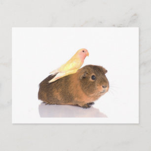 Guinea Postkarte