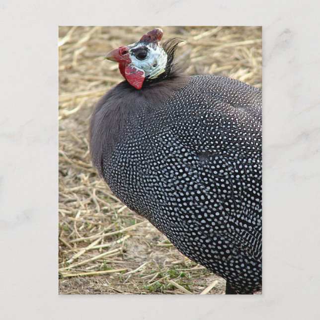 Guinea Postkarte (Vorderseite)