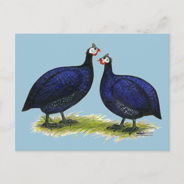 Guinea Royal Lila Pair Postkarte (Vorderseite)