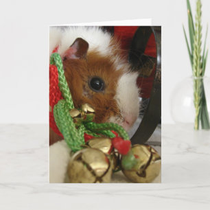 Guinea Schwein mit Jingle Bells Feiertagskarte