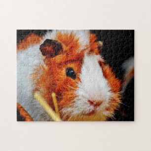 Guinea Schweinchen Nah hoch, Puzzle