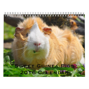 Guinea Schweine 2016 Kalender