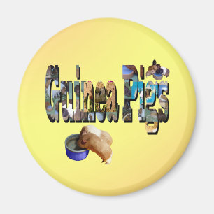 Guinea Schweine ist das Wort, Magnet