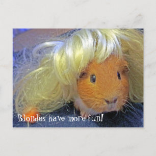 Guinea Schweine mit blonder Perücke Postkarte