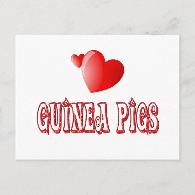 Guinea Schweine Postkarte (Vorderseite)