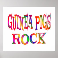Guinea Schweine Rock