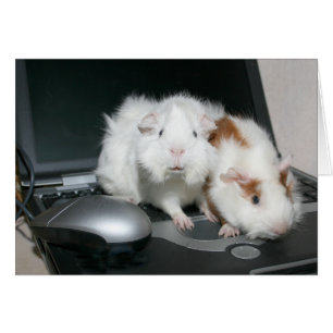 Guinea Schweine und Laptop