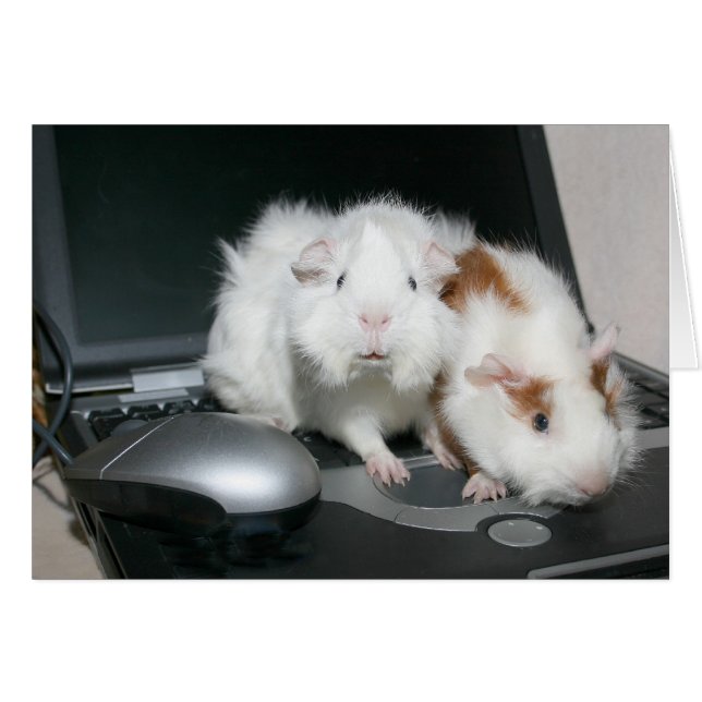 Guinea Schweine und Laptop (Vorderseite (Horizontal))