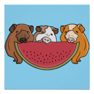 Guinea Schweine und Wassermelone Illustration Poster
