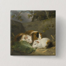 Guinea Schweine (von George Morland)