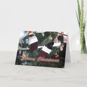 Guinea Schweine Weihnachten