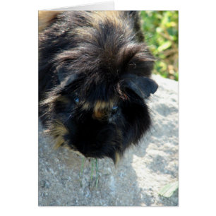 Guinea Schweinefleisch