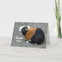 Guinea Schweinefleisch Foto