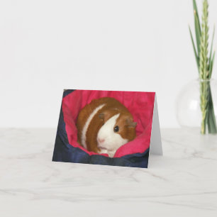 Guinea Schweinefleisch in einer Cozie-Notecard Karte