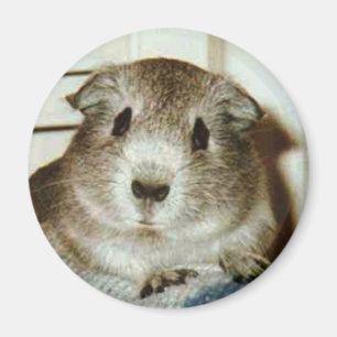 Guinea-Schweinemagnet Magnet