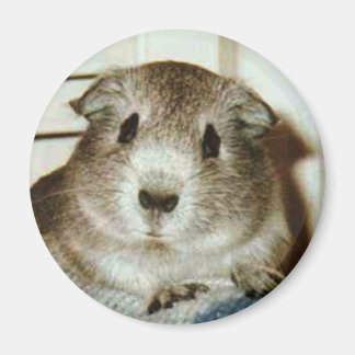 Guinea-Schweinemagnet Magnet