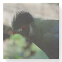 GUINEA TURACO MARBLE UNTERSETZER