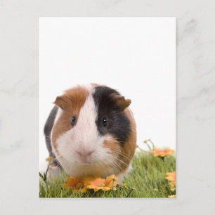 Guinea von Schweinen auf Rasen Postkarte