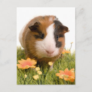 Guinea von Schweinen auf Rasen Postkarte