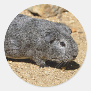 Guinea von Schweinen auf Sand Runder Aufkleber